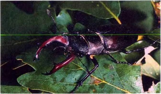Семейство блестянки nitidulidae Это небольшие или средней величины жуки - фото 11
