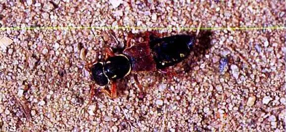 Семейство точильщики anobiidae Эти очень мелкие обычно не более 23 мм - фото 76
