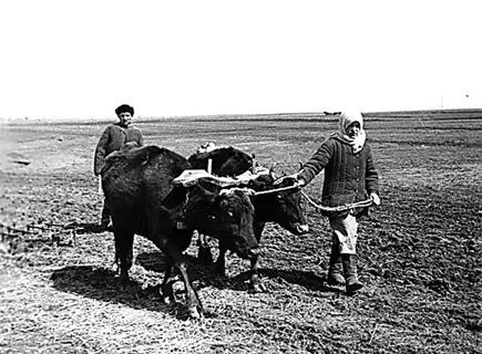 Боронование с помощью коров Широко развернули свою деятельность подпольные - фото 164