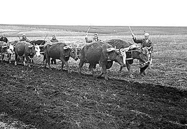 После освобождения Воронежа Государственный Комитет Обороны принимает решение - фото 224