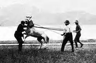 Остров Квэйл Новая Зеландия Др Маккей и мр Табмен объезжают лошадей и - фото 17