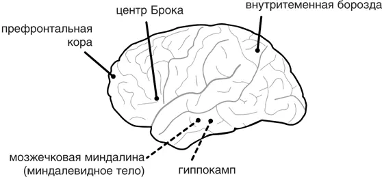 Участки головного мозга которые отвечают за рабочую память Префронтальная - фото 1