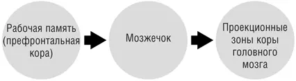 Схема функционирования рабочей памяти при овладении новыми моторными навыками - фото 28