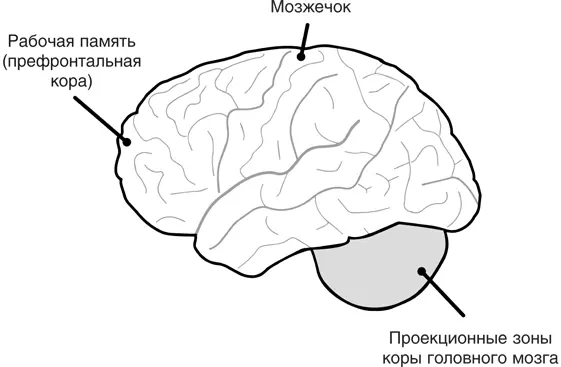 Схема функционирования рабочей памяти при овладении новыми моторными навыками - фото 29