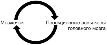 Цикл взаимодействия мозжечка и проекционных зон коры головного мозга В чем - фото 30