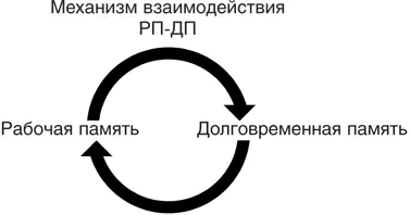 Механизм взаимодействия рабочей и долговременной памяти РПДП Интересное - фото 33