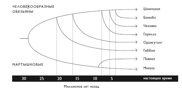 Родословные наших предков говорят что линии шимпанзе и бонобо разошлись с - фото 30