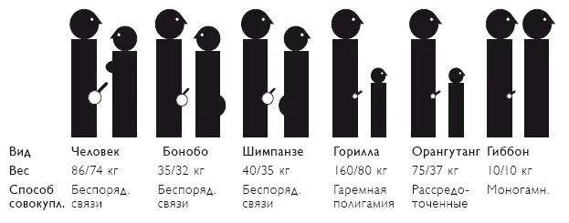 НА ДИАГРАММЕ ОТРАЖЕНА СЛЕДУЮЩАЯ ИНФОРМАЦИЯ диморфизм тел самцасамки - фото 92