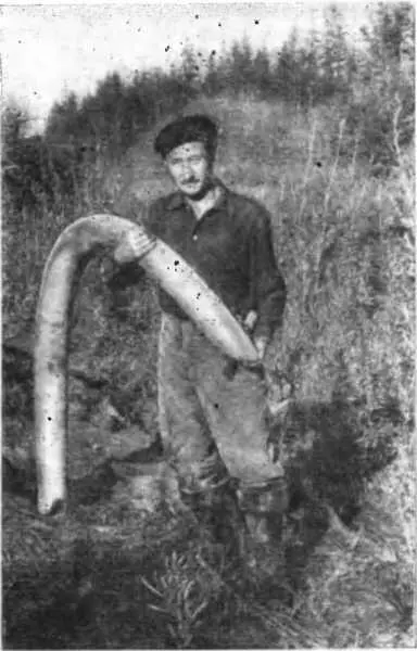 Рис 37 Петр Лазарев на Теректяхе Этот бивень весит 54 кг Фото автора 1971 - фото 39