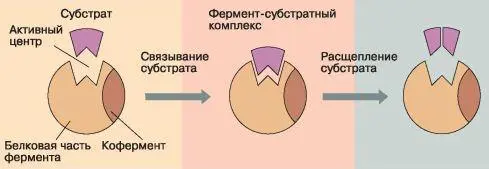 Рис 24 Схема образования комплекса фермент субстрат Повторите и - фото 28