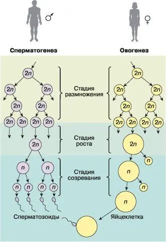 Рис 64 Гаметогенез у человека Рис 65 Фазы мейоза Стадия размножения - фото 74
