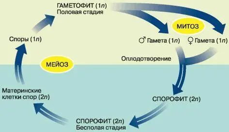 Рис 70 Чередование поколений спорофита и гаметофита в жизненном цикле - фото 81