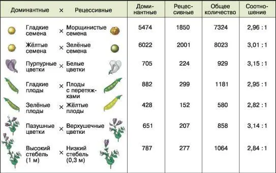 Рис 76 Моногибридное скрещивание Результаты работы Г Менделя В результате - фото 87