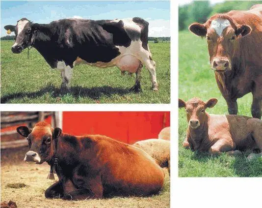 Рис 103 Породы крупного рогатого скота Создавая определённые породы животных - фото 125