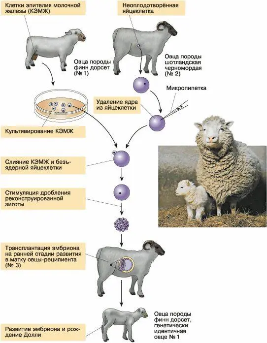 Рис 109 Клонирование овцы Долли Этические аспекты развития - фото 131