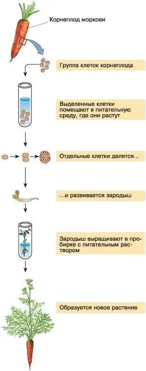 Рис 110 Этапы клонирования растений на примере моркови В 1996 г Совет - фото 132