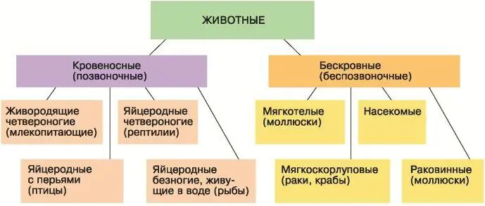 Рис 1 Система животного мира по Аристотелю В скобках приведены - фото 2