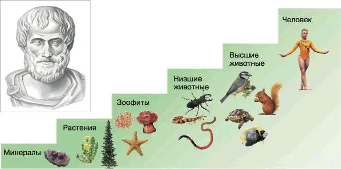 Рис 2 Лестница существ Аристотеля С наступлением Средневековья в Европе - фото 3