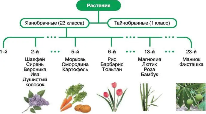 Рис 3 Система цветковых растений К Линнея Основным признаком у цветковых - фото 4