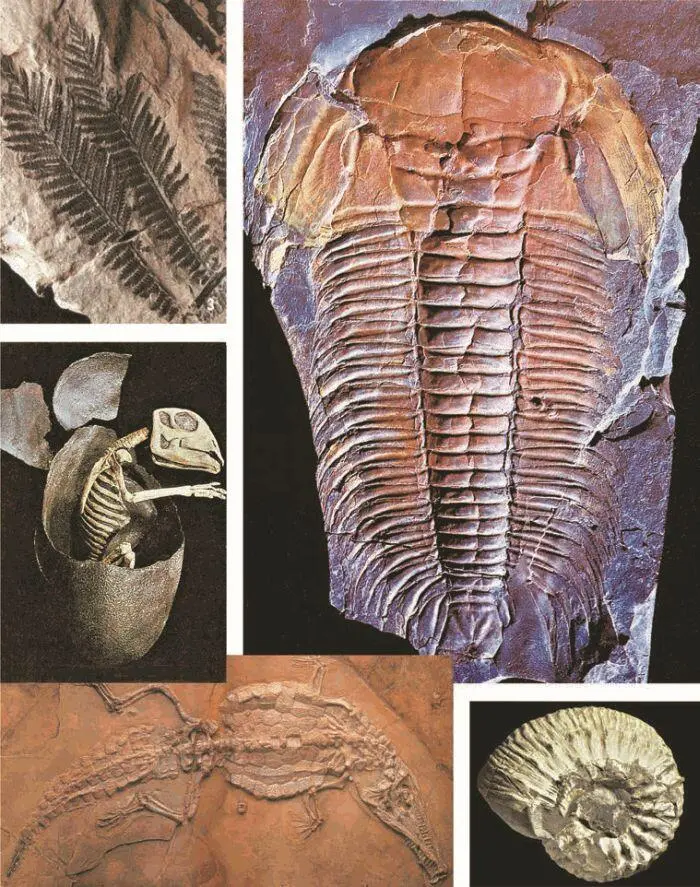 Рис 5 Древние окаменелости Занимаясь систематикой Ж Кювье изучал типы - фото 6