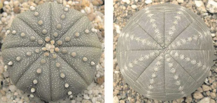 Рис 37 Кактус астрофитум звёздчатый из Техаса справа и молочай Euphorbia - фото 38
