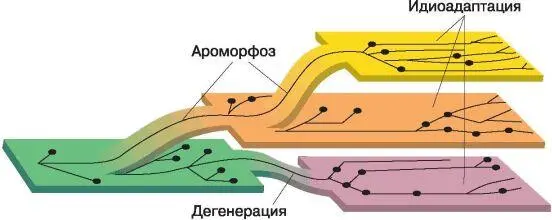 Рис 42 Схема соотношения между ароморфозом идиоадаптацией и дегенерацией - фото 43