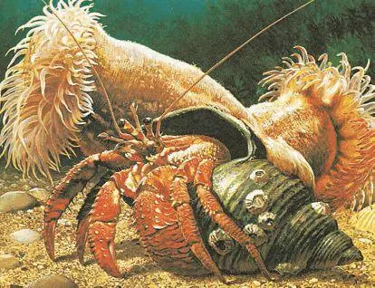 Рис 74 Симбиоз актинии и ракаотшельника Все разнообразные формы - фото 76