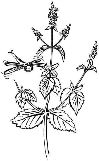 Научное название растений рода Mentha происходит от имени греческой нимфы - фото 8