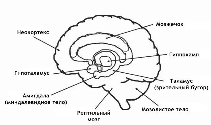 Рис 3Схема строения лимбического мозга с указанием его основных частей таких - фото 3