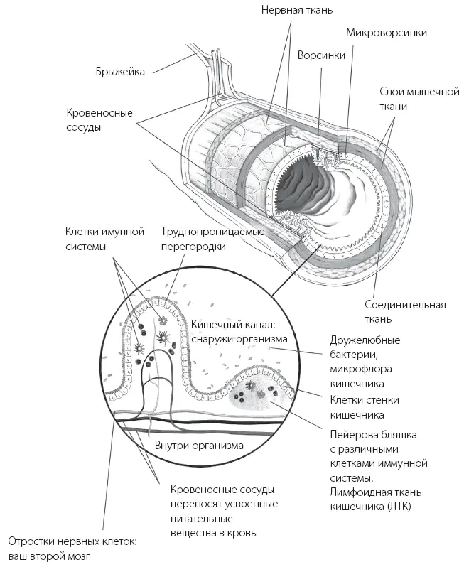 Рис 2Как устроен и функционирует здоровый кишечник В процессе расщепления - фото 2