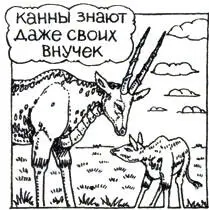 В АсканииНова в теплое время года канны пасутся в загонах в степи а с - фото 20