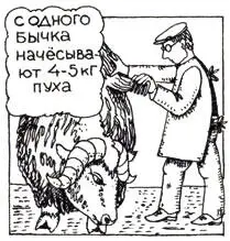 Кроме больших снегопадов и гололеда бедой для овцебыков считалась высокая - фото 22