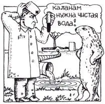 После еды каланы смывают остатки несъеденной пищи крутясь в воде и - фото 26