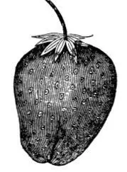Рис 128 Земляника Roseberry maxima Рис 129 Земляника Аскания Гешке - фото 164