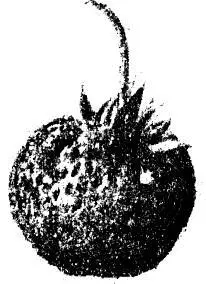 Рис 137 Крупноплодная земляника Рубин Шпета Wilhelmine Spath Рис 138 - фото 173