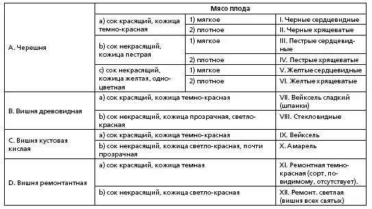 Вместо ремонтантной вишни D Э Люкас предложил другие две группы XI - фото 208