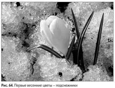 Ну а то что по весне пробивается изпод снега в городе вы и без меня - фото 75