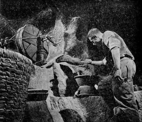 Сушка и отбор семян В 1972 году в Турции было засеяно пшеницей 9 миллионов - фото 4