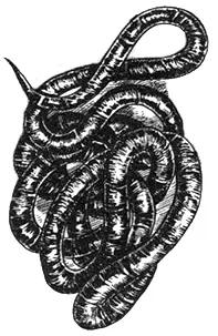 Название этого червя говорящее Его круглое и плотное тело действительно - фото 33