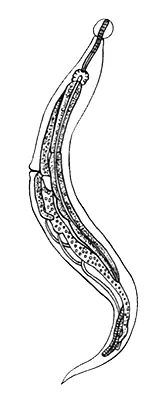Острицей этот небольшой паразитический червь назван потому что его тело к - фото 35