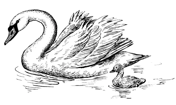 Лебедьшипун наиболее крупный вид Имеет массу тела до 13 кг При плавании он - фото 15