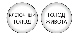 Истинные физиологические состояния голода сопровождающиеся отчетливыми - фото 72