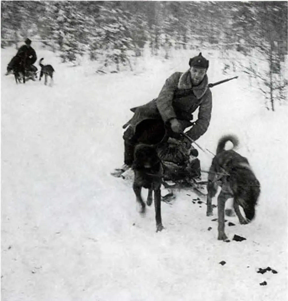 Собачьи упряжки на передовой во время Советскофинской войны 19391940 годы - фото 19