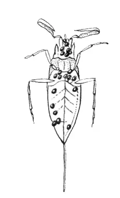 Личинки водяного клеща присосавшиеся к насекомому Растительноядные клещи - фото 34