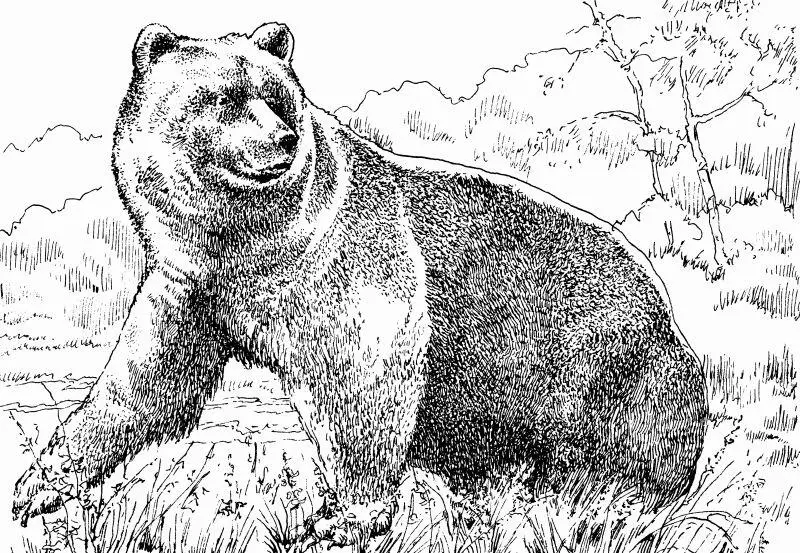 Бурый медведь Но рядом с русским великаном дальневосточным медведем все его - фото 1