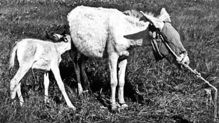 Машина пылит по широкой равнине И мы наконец их видим Небольшой табунок - фото 32