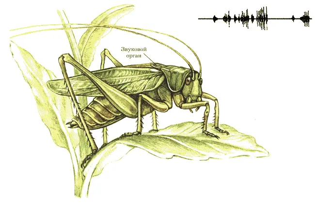 Кузнечик и осциллограмма его песни для недалеко сидящей самочки Посмотрите - фото 6