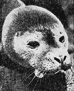 На нижней же фотографии добродушноленивая голова молодого тюленя все - фото 62