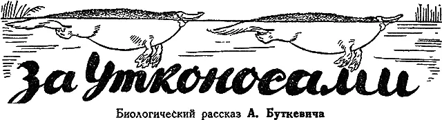 I План кампании Союз науки и жизни Король попугаев - фото 19