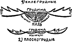 Килегрудые и плоскогрудые От рыб произошли земноводные Здесь оплодотворение - фото 26